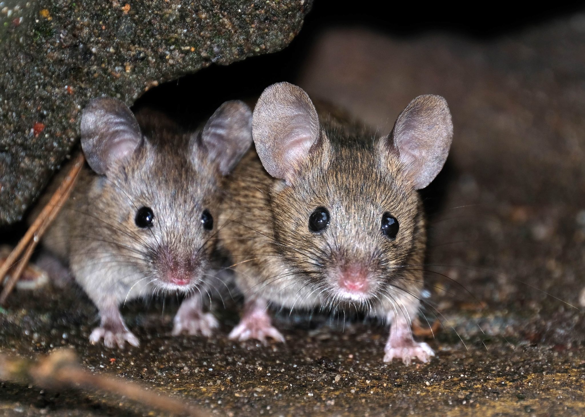 The Pros and Cons of DIY and Pro Mouse Control Pest Control Burlington