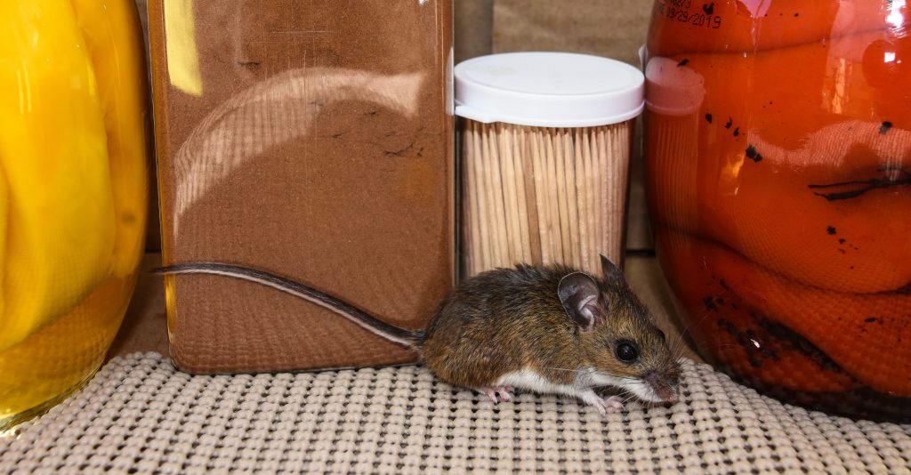 Types of Businesses Susceptible to Mice Infestations