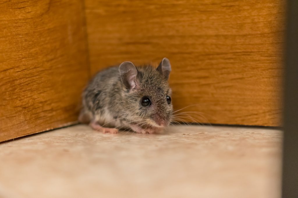 Why One Mouse Keeps Coming in my Bedroom