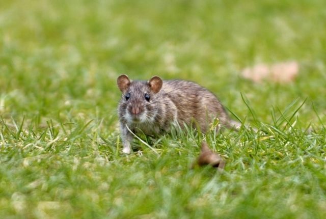 Managing Rat Nests Found Under Your Deck