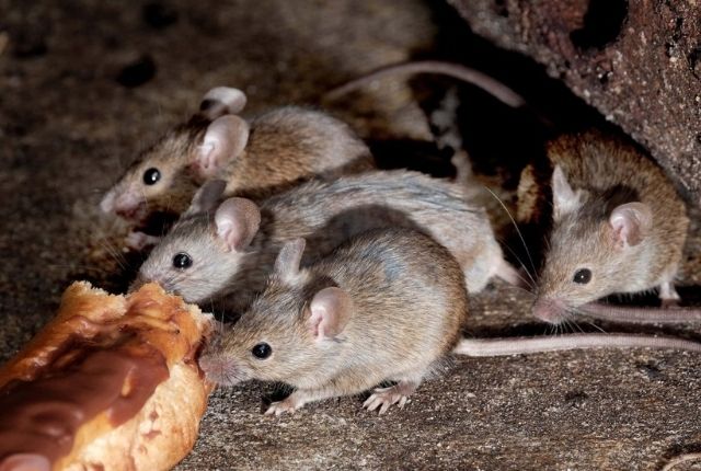 What can I do as a Restaurant Owner to Keep Mice Away