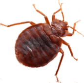 bed bug exterminator Burlington
