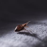 bed bug control Burlington