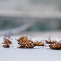 cockroach control burlington