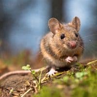 mice control Burlington