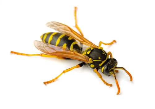 paper wasps burlington
