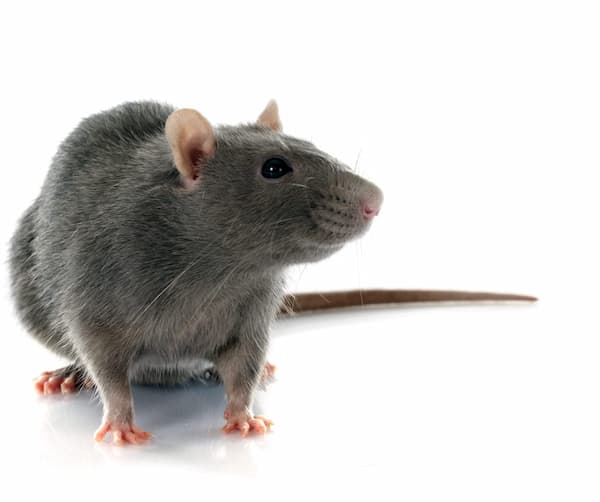 rat exterminator burlington
