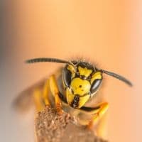 wasp control Burlington
