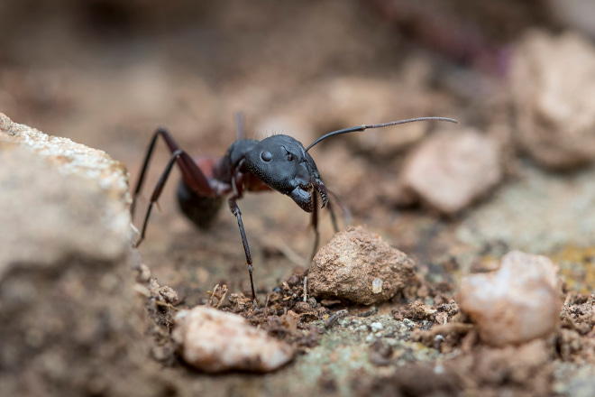 How to Get Rid of Ants in Garden Soil