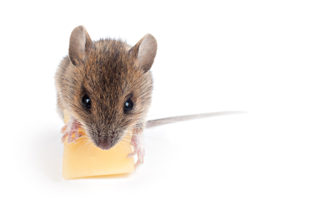How to Get Rid of Mice in My Kitchen