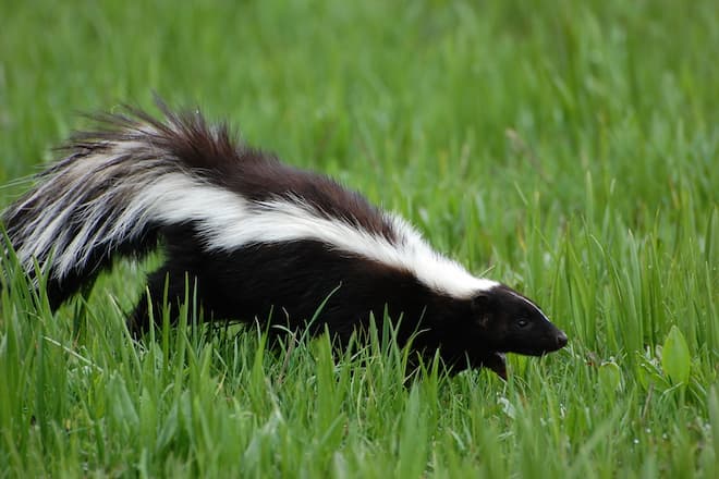 How to Get Skunk Smell Out of Cat