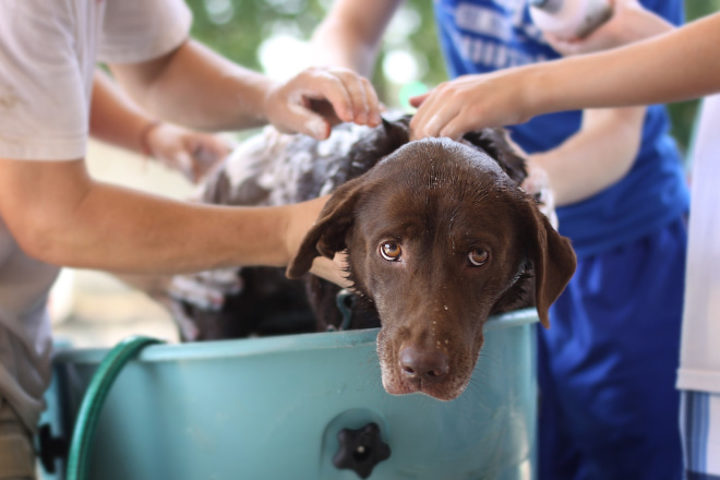 How to Get Skunk Smell Out of Dog