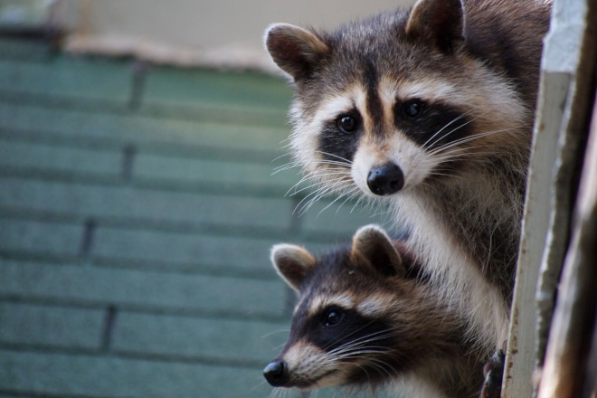 Is it Legal to Trap Raccoons in Ontario