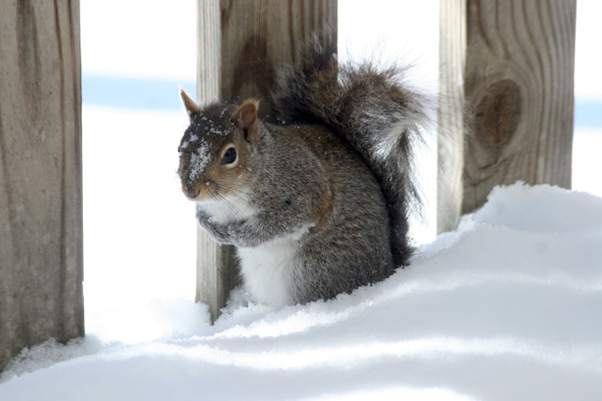 Where do Squirrels go in the Winter