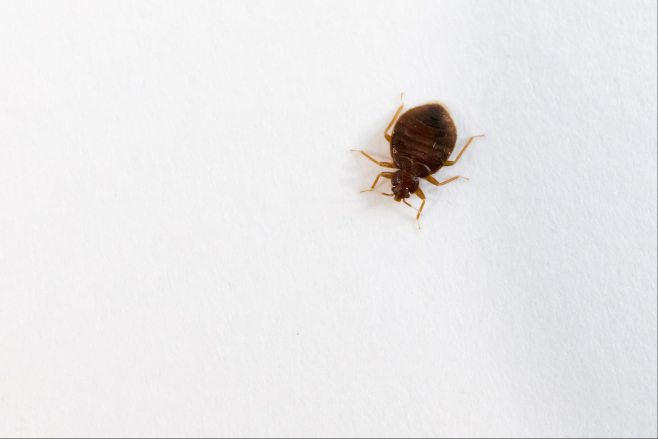 Are Bed Bug Mattress Covers Effective