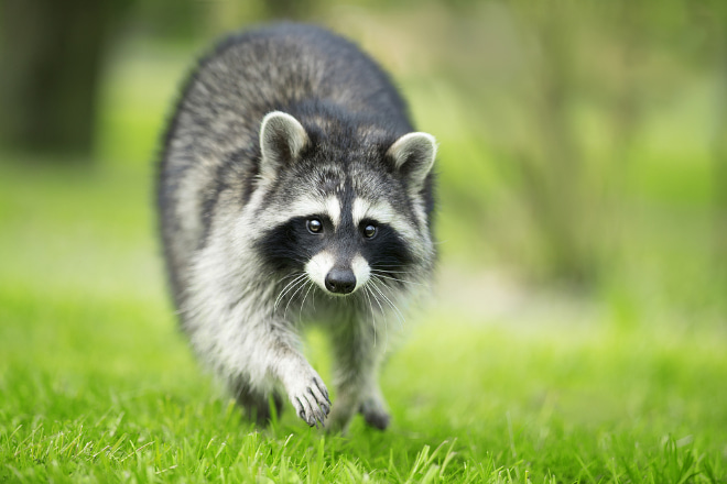 Do Raccoons Dig for Grubs