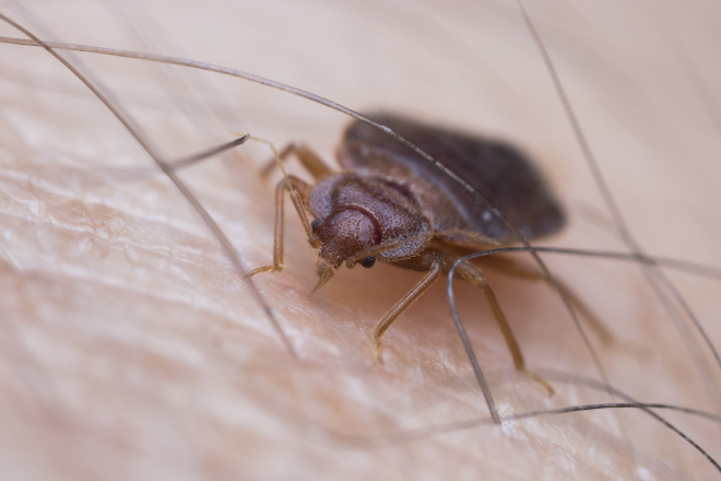 Early Signs of Bed Bugs