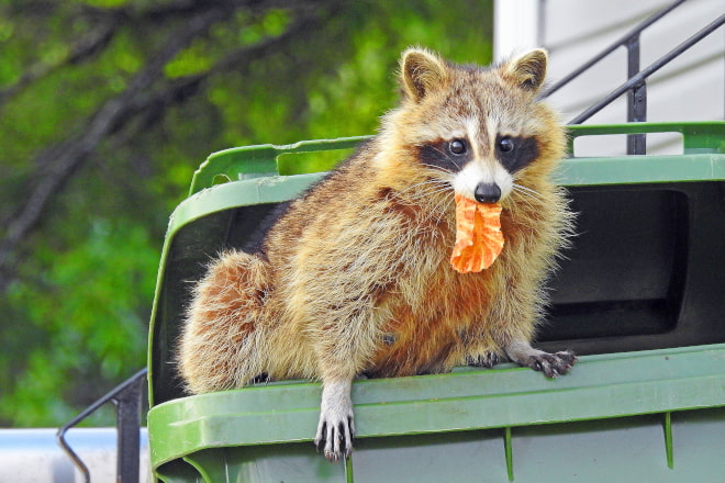 How to Raccoon-Proof Your Garbage Can