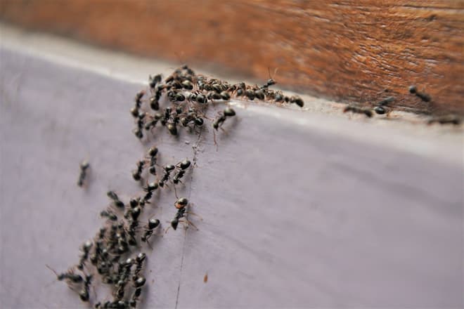 how to deal with little ants in house in winter