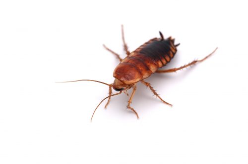 Cockroach Pest Control Burlington