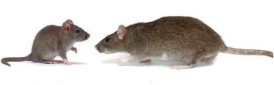 mouse and rat pest control Burlington