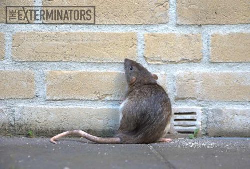 rat removal Burlington