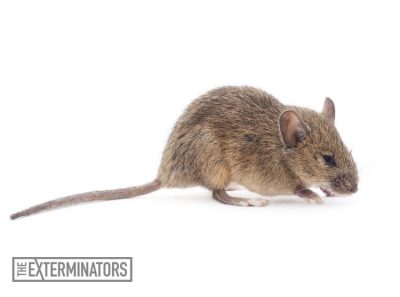 rodent extermination mouse control Burlington