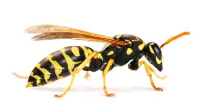 wasp removal Burlington